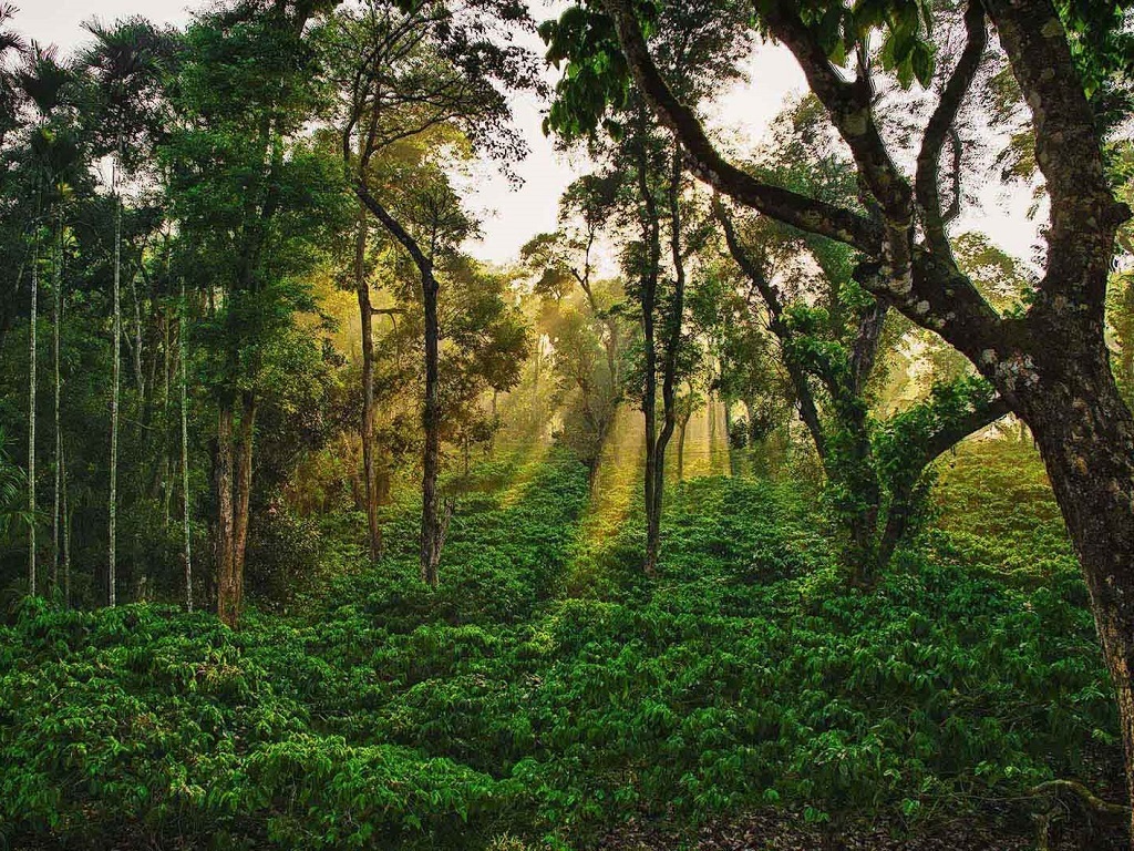 Pillar Coffee Estates